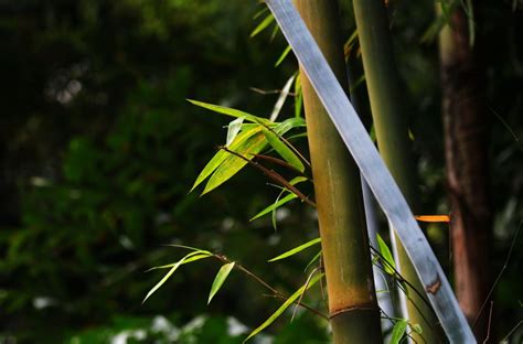 不同竹子的寓意和象征，竹子的寓意和象征意义 - 拾味生活