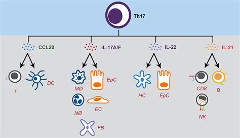 与您分享调节性T细胞的临床意义_Treg_免疫_患者