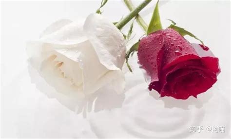 红玫瑰与白玫瑰电影_红玫瑰与白玫瑰在线阅读 - 随意云
