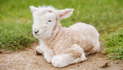 属羊的命运概述 十二生肖属羊的命运 - 万年历
