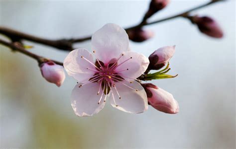 描写春天桃花的句子带图片_句子豆