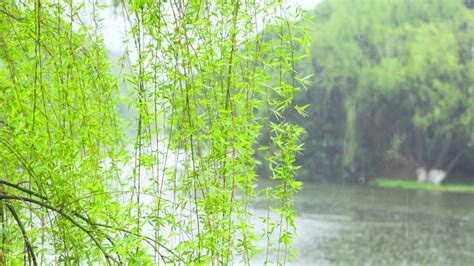 春天风景春雨柳树枝条雨水高清摄影大图-千库网