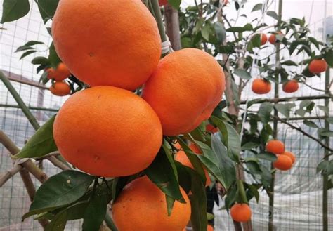 柑橘产地图鉴，最全面的柑橘指南大解析__财经头条