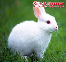 梦见小兔子意味着什么 梦见小兔子是什么预兆解梦 - 万年历