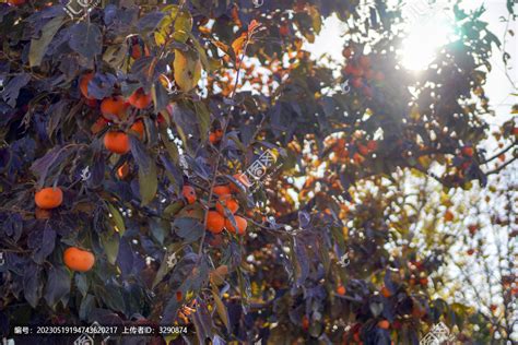 树上结满红色的柿子,花卉,植物花草,摄影素材,汇图网www.huitu.com