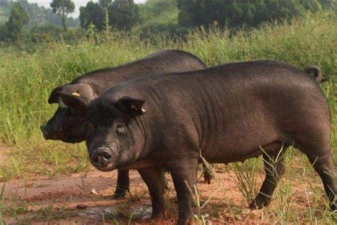农业农村部：生猪价格持续走低，四项举措稳定生猪生产 - 猪好多网