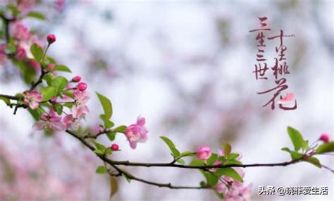 桃花——古今中外文化的象征（揭开桃花的寓意和神秘面纱）_花植网