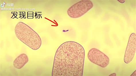 噬菌体侵染细菌的过程