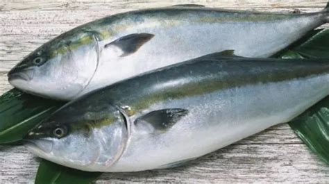 怎样区分青鱼和鲅鱼,鲐鲅鱼的区别,鲅鱼和青鱼哪个营养高_大山谷图库