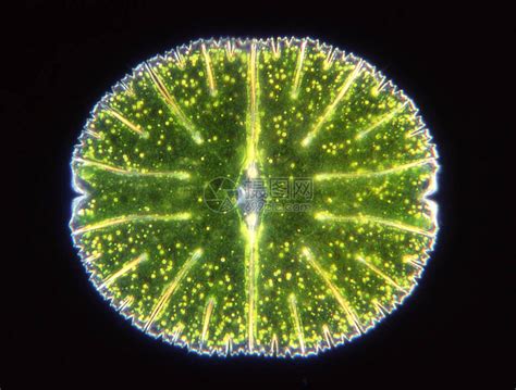 显微镜下的观赏藻类Micrasterias高清图片下载-正版图片504001974-摄图网