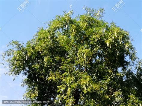 皂荚图片
