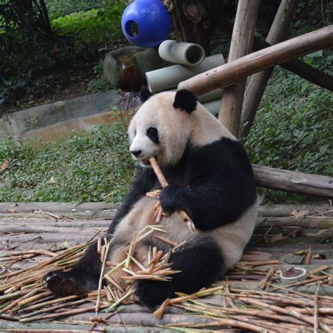 成都必去的旅游景点 大熊猫基地人气最高，都江堰景区值得一看 - 景点