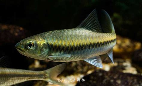 中国最贵的十种淡水鱼，长江刀鱼上榜，第三被称为淡水鱼王(3)_排行榜123网