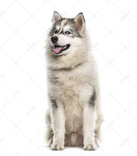 纯种阿拉斯加幼犬活体巨型熊版红棕色灰桃阿拉斯加犬家养宠物犬-阿里巴巴