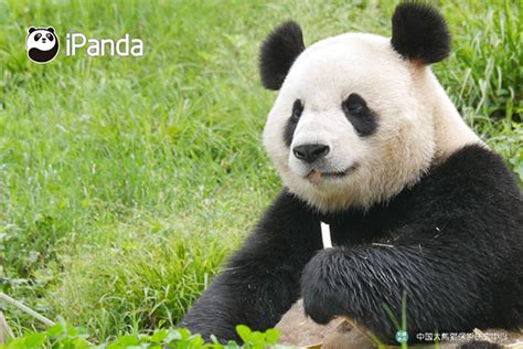 2020年全球首对圈养大熊猫双胞胎名字揭晓：“热干面”“蛋烘糕”_手机新浪网