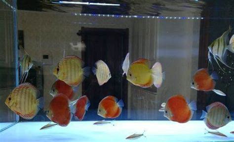 苏门答腊血红大三角灯进口稀有灯鱼热带鱼草缸混养群游小型鱼-淘宝网