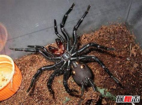 台湾最大的毒蜘蛛，巨型上户蜘蛛(长20厘米/剧毒无比)-小狼观天下