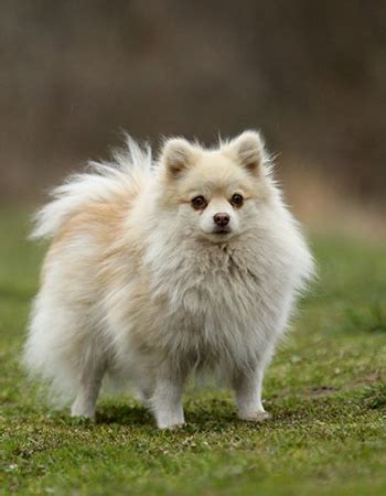 德国狐狸犬图片
