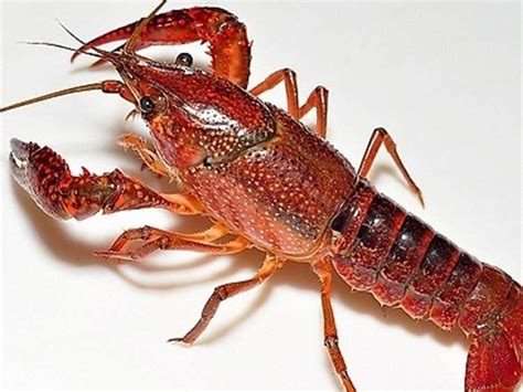 “澳洲淡水龙虾”最大已达三两一只-德清新闻网