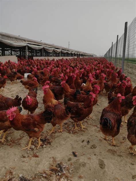 东营红玉鸡苗养殖场 红玉380 红玉鸡孵化厂 - 八方资源网