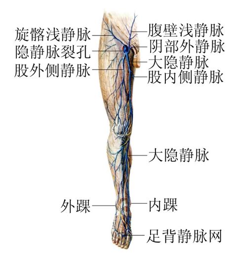 下肢血管解剖图图片