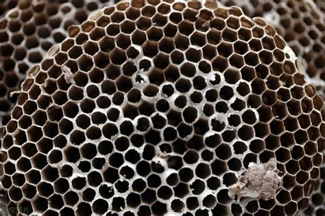 露蜂房的功效与作用（露蜂房的用法用量）_玉环网