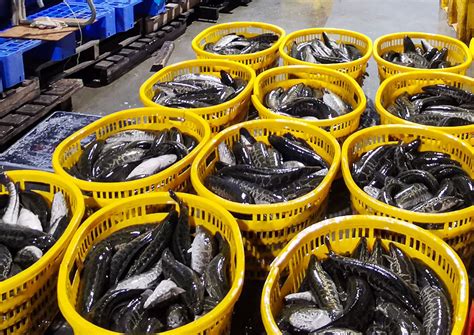 中洋渔业广东基地创新黑鱼产业链 助力黑鱼从小池塘游上大餐桌-江苏中洋集团股份有限公司