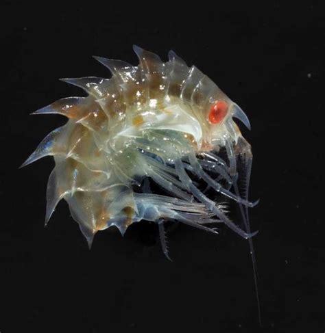 十大最奇怪最危险的深海生物,篮星寿命可长达35年_探秘志