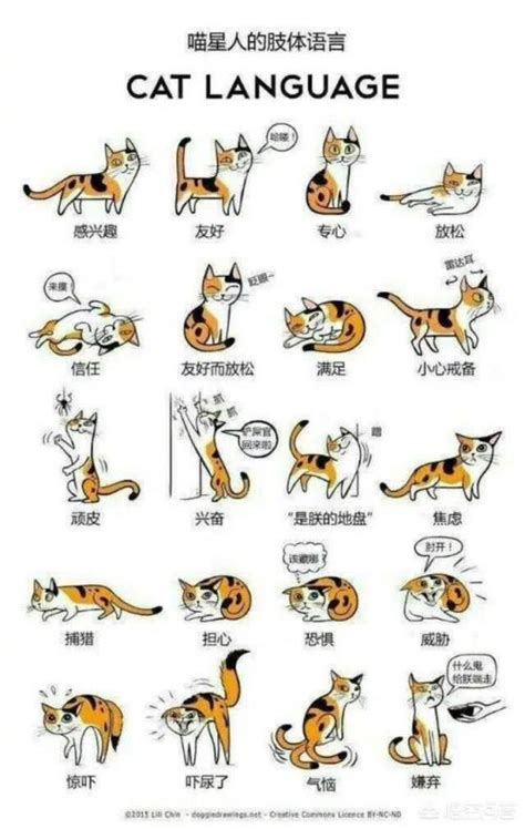 猫有哪些比较常见的肢体语言？ - 知乎