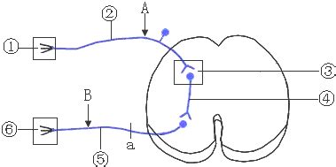 如图为人体反射弧的一个模式图.请按图回答问题．(1)图中感受器是 ．(2)当感受器受到刺激后.神经冲动在此反射弧中传递的途径是 ．(3)组成该 ...