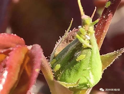 室内的蚜虫是从哪来的，为啥农药都杀不干净，怎么彻底清除蚜虫？