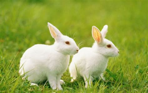 兔子都有哪些娱乐活动？是不是有点无聊呢？_我家