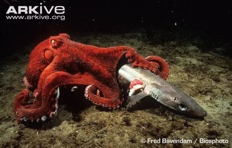 科学家发现太平洋巨型章鱼新物种_手机新浪网