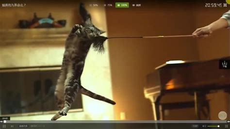 好奇害死猫-更新更全更受欢迎的影视网站-在线观看