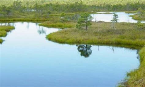 沼泽中的芦苇植物高清图片下载-正版图片507165485-摄图网
