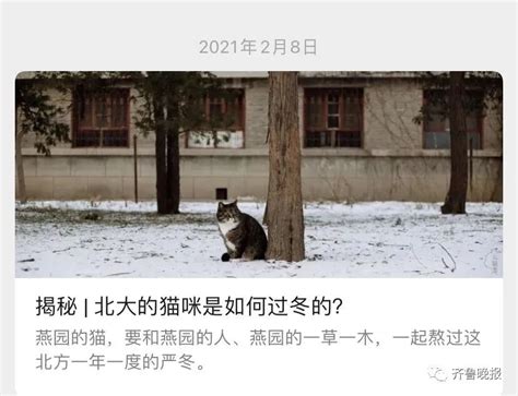 科大内地学生被曝虐猫，学校最新回应！在香港虐待动物，最高将会被判10年？ - 留学鸟
