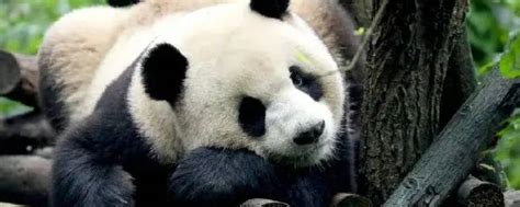大熊猫为什么近期扎堆回国 怎样才能租借到大熊猫 _八宝网