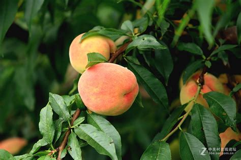 桃树上新鲜的桃子图片-果树上桃树树枝上长出的成熟甜桃素材-高清图片-摄影照片-寻图免费打包下载