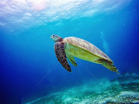 海洋世界海龟高清图片下载-正版图片500709846-摄图网