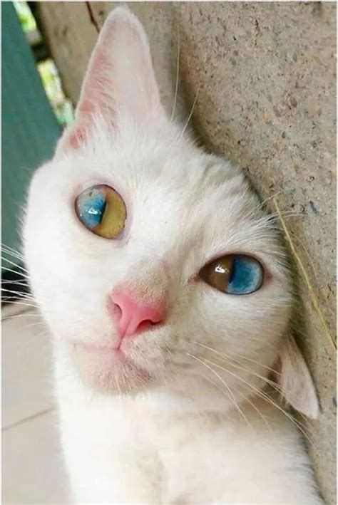 猫瞳图片