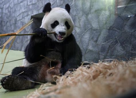 莫斯科动物园迎接游客回归 旅俄大熊猫乐了_手机新浪网