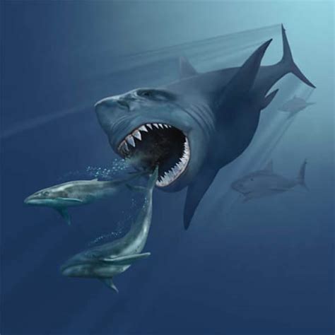 海洋霸主之中新世鲨鱼——巨齿鲨 - 神秘的地球 科学|自然|地理|探索