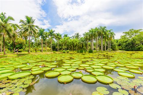 中科院西双版纳热带植物园门票_中科院西双版纳热带植物园旅游攻略_西双版纳傣族自治州中科院西双版纳热带植物园攻略/地址/图片/门票价格【同程攻略】