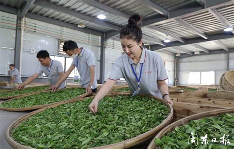 陕西省第三届“手工制茶”大赛将于3月25日在安康紫阳开赛 - 陕工网