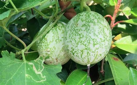 最贵的瓜篓子多少钱一斤-长景园林网