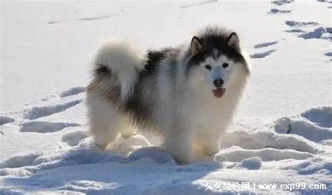 青海出售阿拉斯加犬小狗 纯种阿拉斯加幼犬多少钱一只 - 狗市场