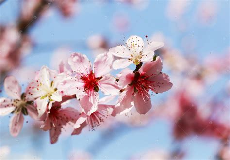 春天树上粉色桃花花瓣特写摄影图高清摄影大图-千库网
