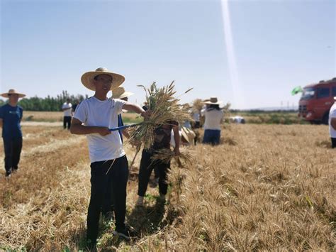 滑县小麦种植面积,滑县麦子产量,滑县粮食产量_大山谷图库