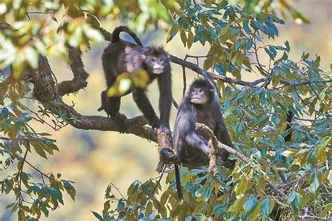 中国首次获得怒江金丝猴活体样本 - 神秘的地球 科学|自然|地理|探索