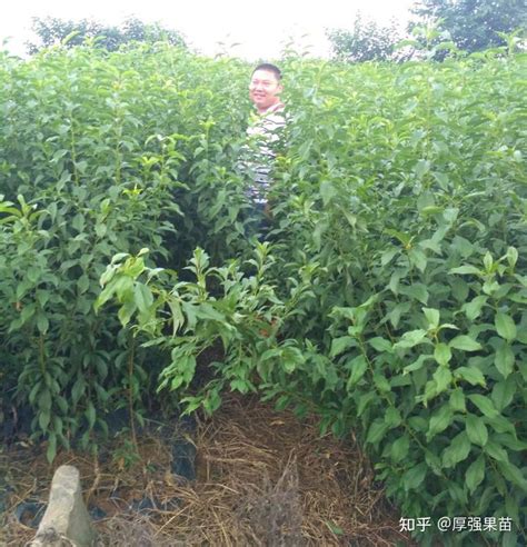 北江省数字化果树种植基地：易于管理、便于追溯